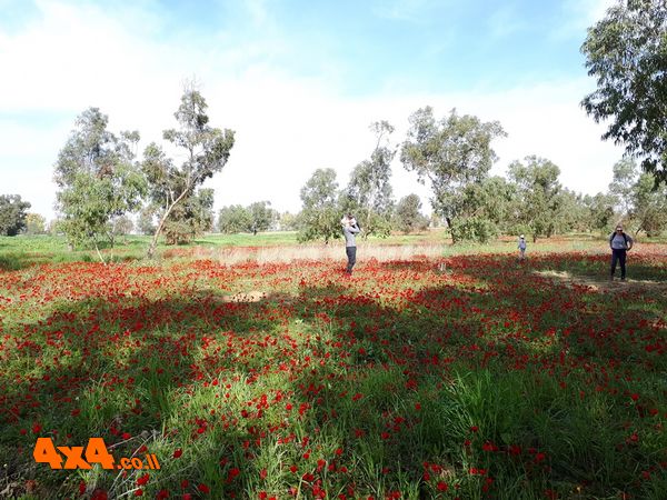 מרבדים ביער שוקדה