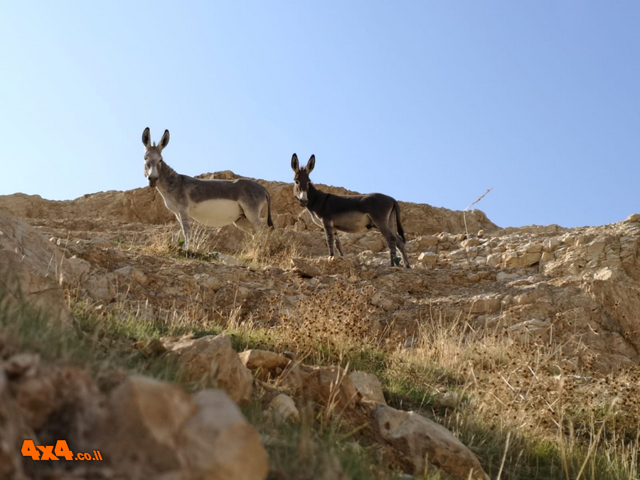 שטח 4X4 - יומני מסע בארץ - טיולים ומסעות בארץ