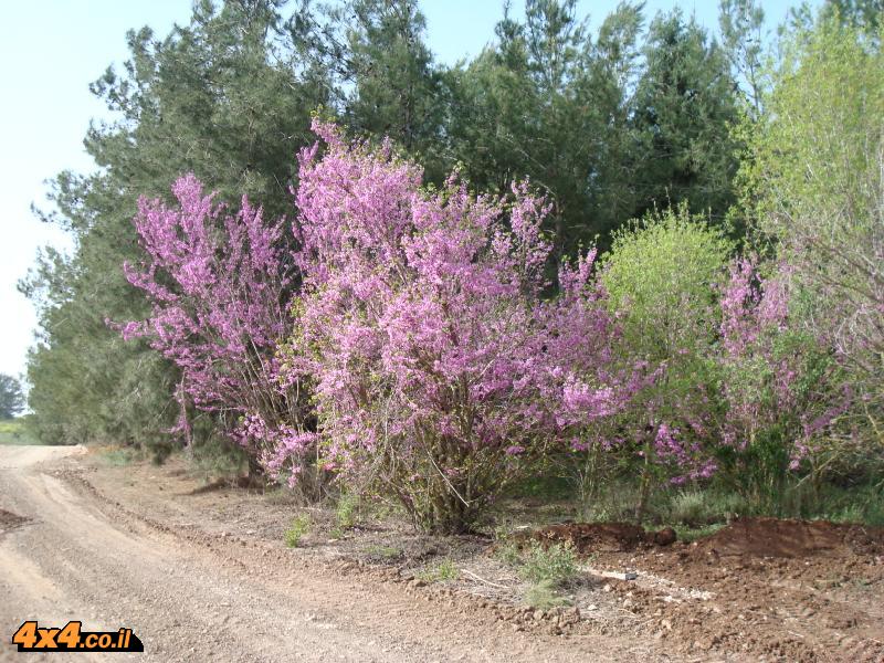 יער צרעה - הצעה לטיול במתכונת יומן מסע